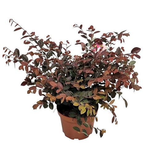 Loropetalum chinense