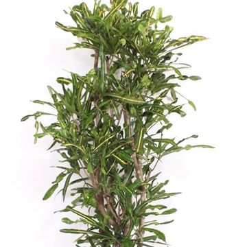 Codiaeum variegatum 'Mammi Yellow'