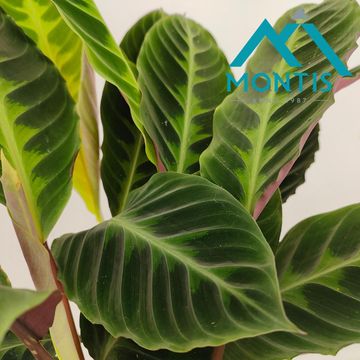 Calathea warscewiczii