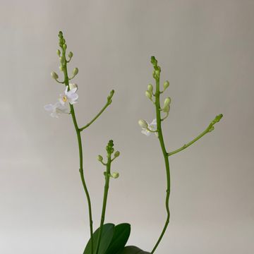 Doritis pulcherrima alba