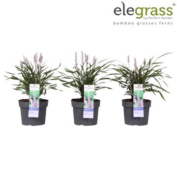 Liriope muscari 'Ingwersen'