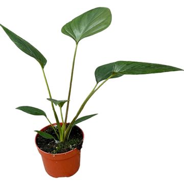 Homalomena rubescens BLACK