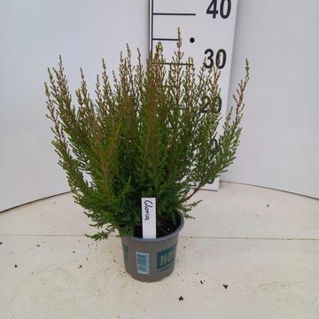 Erica gracilis HEIDI'S GLORIA