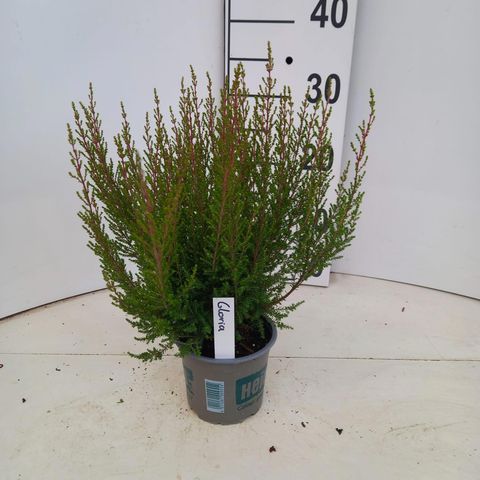 Erica gracilis HEIDI'S GLORIA