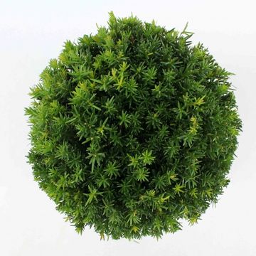 Taxus x media 'Groenland'