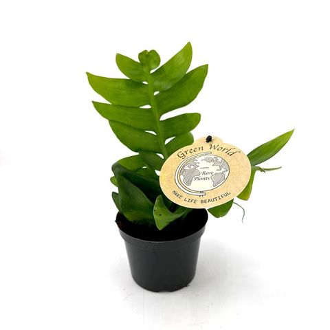 Epiphyllum chrysocardium