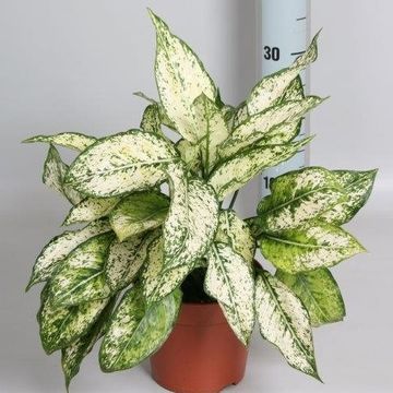 Аглаонема costatum 'First Diamond'