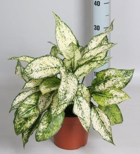 Aglaonema costatum 'First Diamond'