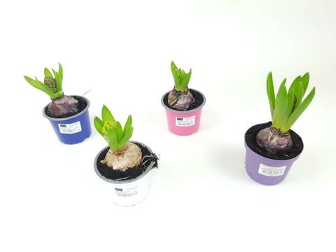 Hyacinthus orientalis