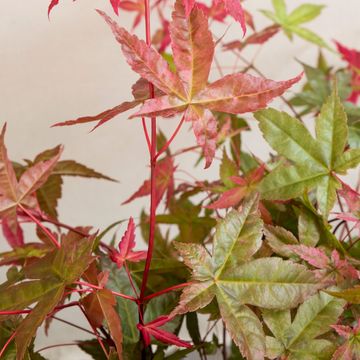 Acer palmatum 'Beni-maiko'