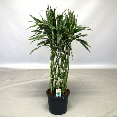 Dracaena sanderiana 'Victory'