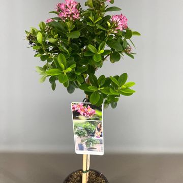 Escallonia laevis PINK ELLE