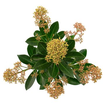 Skimmia japonica MIRACLE