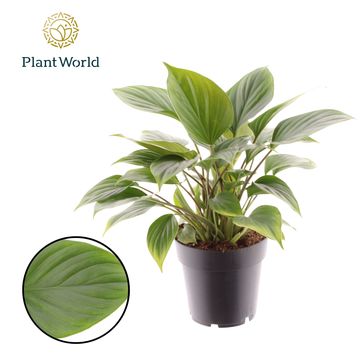 Homalomena 'Emerald Gem'