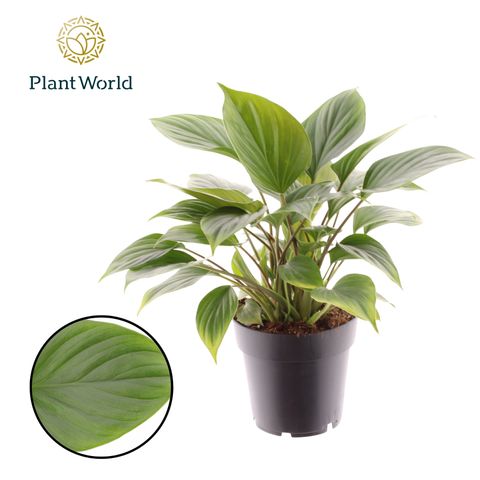 Homalomena 'Emerald Gem'