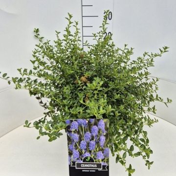 Ceanothus thyrsiflorus repens
