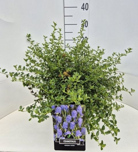 Ceanothus thyrsiflorus repens