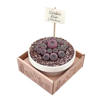 Sulcorebutia rauschii violacidermis