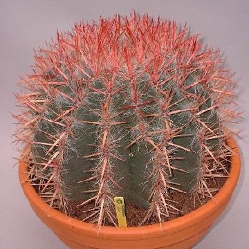 Ferocactus pilosus