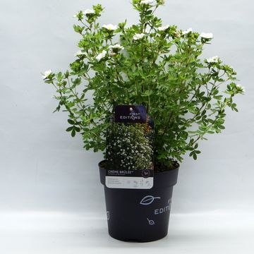 Potentilla fruticosa CRÈME BRULÉE