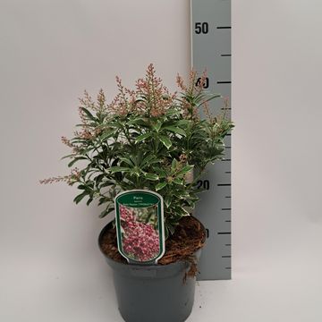 Pieris japonica POLAR PASSION