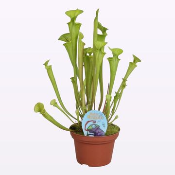 Sarracenia flava