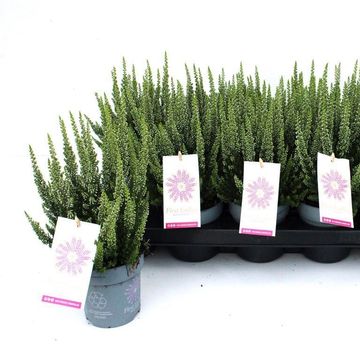 Calluna vulgaris FIRST LADIES LADY VERONIKA