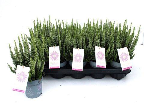Calluna vulgaris FIRST LADIES LADY VERONIKA