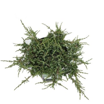 Juniperus communis 'Green Carpet'