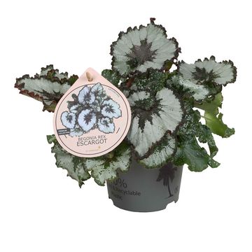 Begonia ESCARGOT