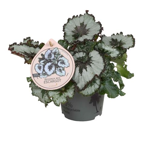 Begonia ESCARGOT