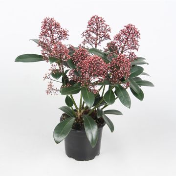 Skimmia japonica 'Rubella'