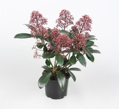 Skimmia japonica 'Rubella'