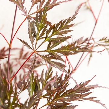 Acer palmatum 'Garnet'