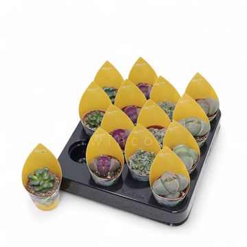 Lithops MIX