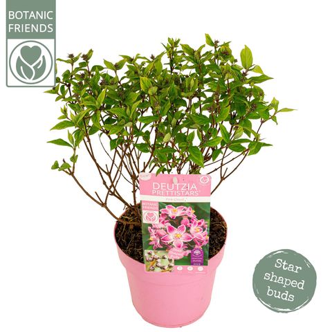 Deutzia MILLION STARS PINK CLOUD