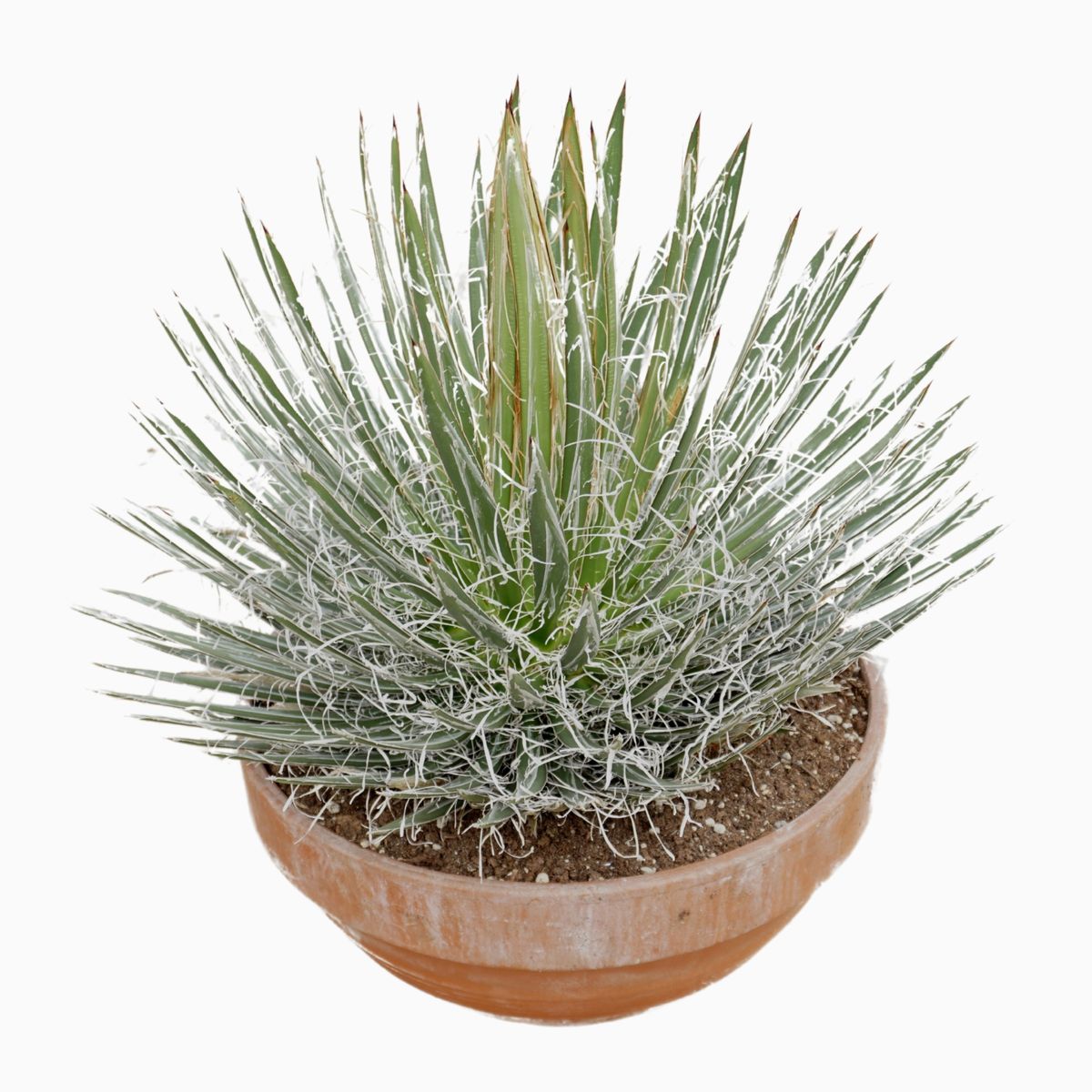 Agave filifera  Pflanzengrohandel FlorAccess
