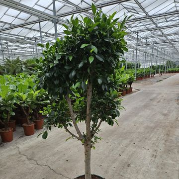 Ficus nitida