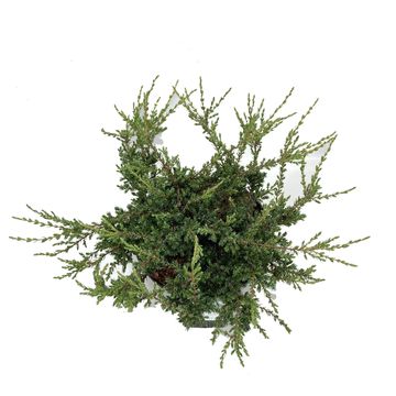 Juniperus communis 'Repanda'