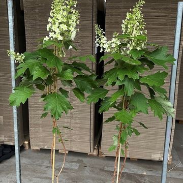 Hydrangea quercifolia