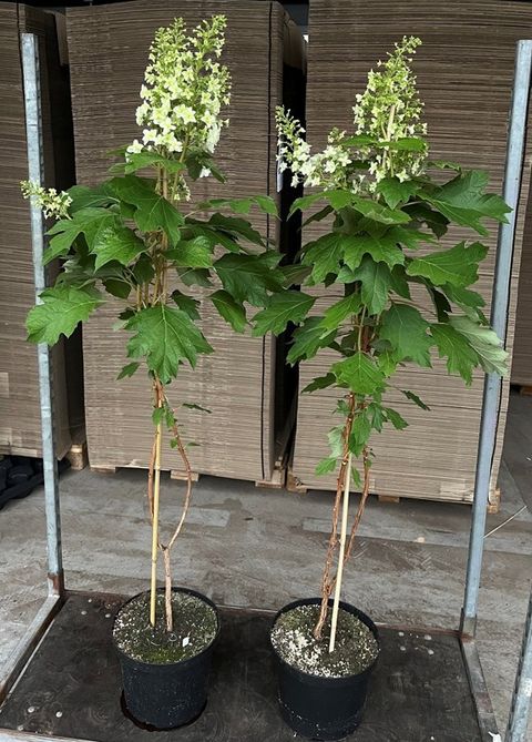 Hydrangea quercifolia