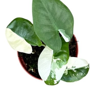 Alocasia macrorrhizos 'Variegata'