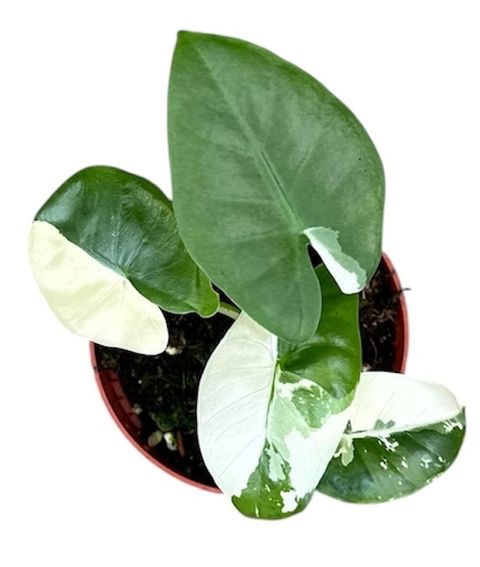 Alocasia macrorrhizos 'Variegata'