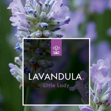 Lavandula angustifolia LITTLE LADY