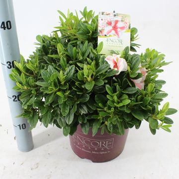 Rhododendron ENCORE AUTUMN STARBURST