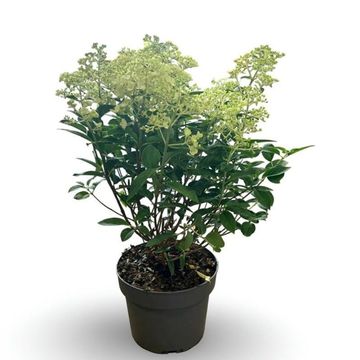 Hydrangea paniculata BOBO