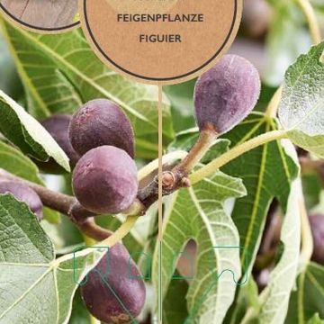 Ficus carica LITTLE MISS FIGGY