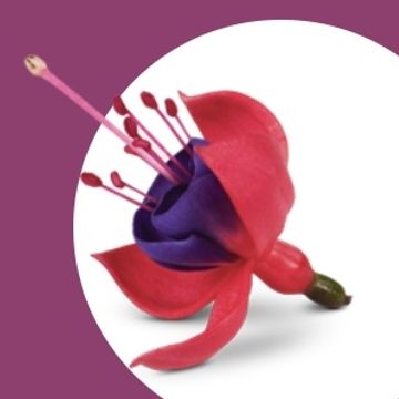 Fuchsia BELLA FUCHSIA MARIA