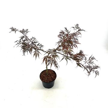 Acer palmatum 'Crimson Queen'