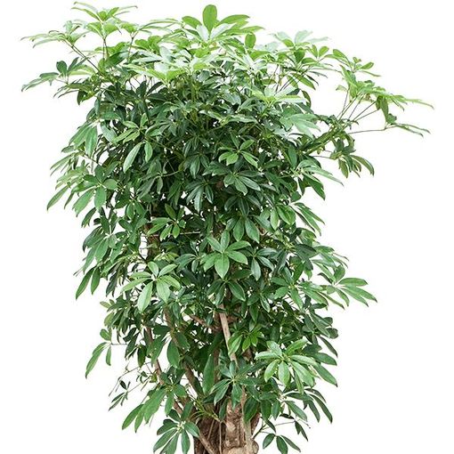 Schefflera arboricola 'Compacta'